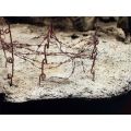 Terrains Dry Ground 250ml